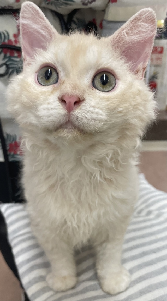 セルカークレックス | 猫の販売 | 唐津ケンネル｜犬・猫・小動物